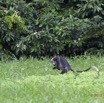 119 LOANGO Riviere Rembo Ngove Primate Cercopithecus torquatus 12E5K2IMG_78782wtmk.jpg